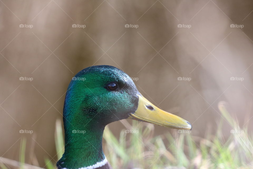 Duck , close up , head straight up focusing its sight ahead .. Its dark eye reflecting the surrounding, catching the beauty of nature...