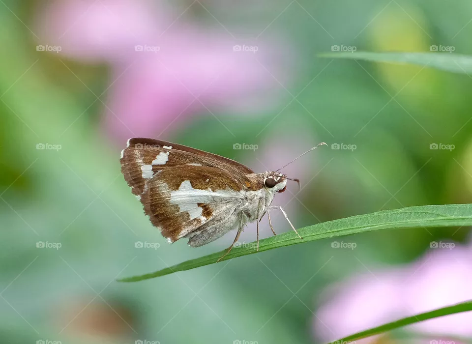 grey butterfly