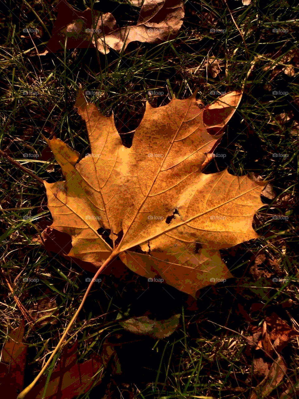 grass leaves leaf fall by jmh