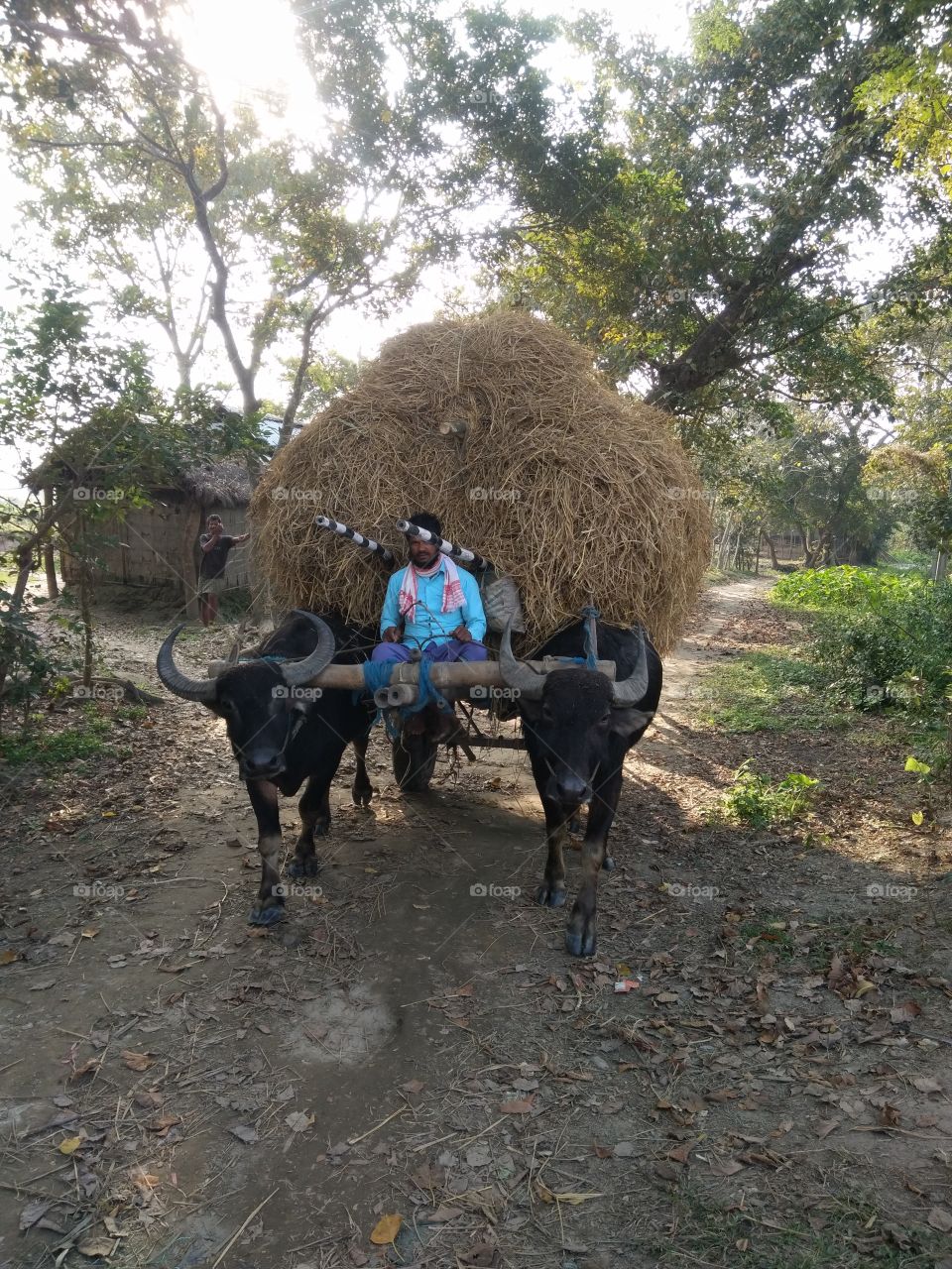 Buffalo cart carrying paddy straw
