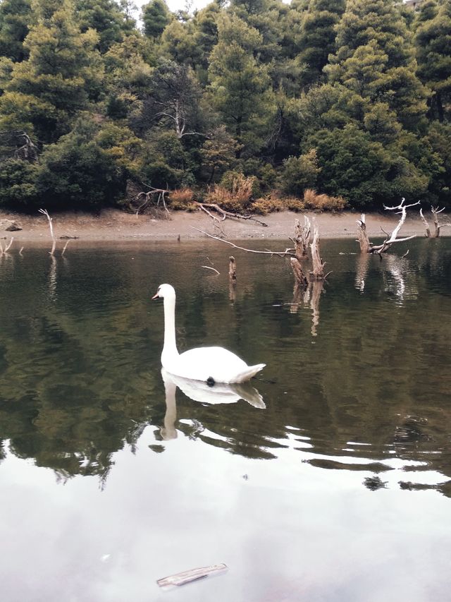 swan
