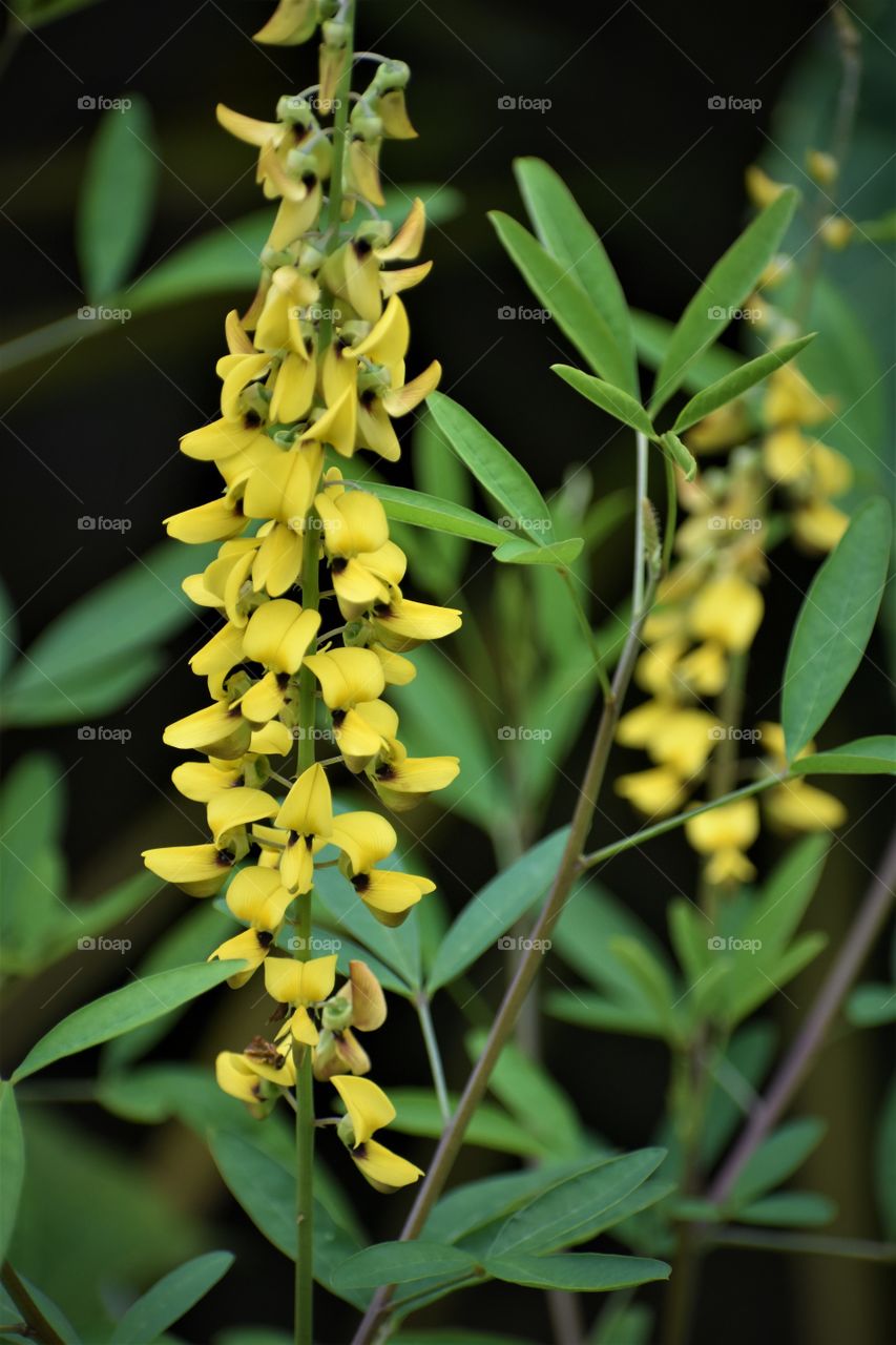 Yellow blooms, wild on the side of the road