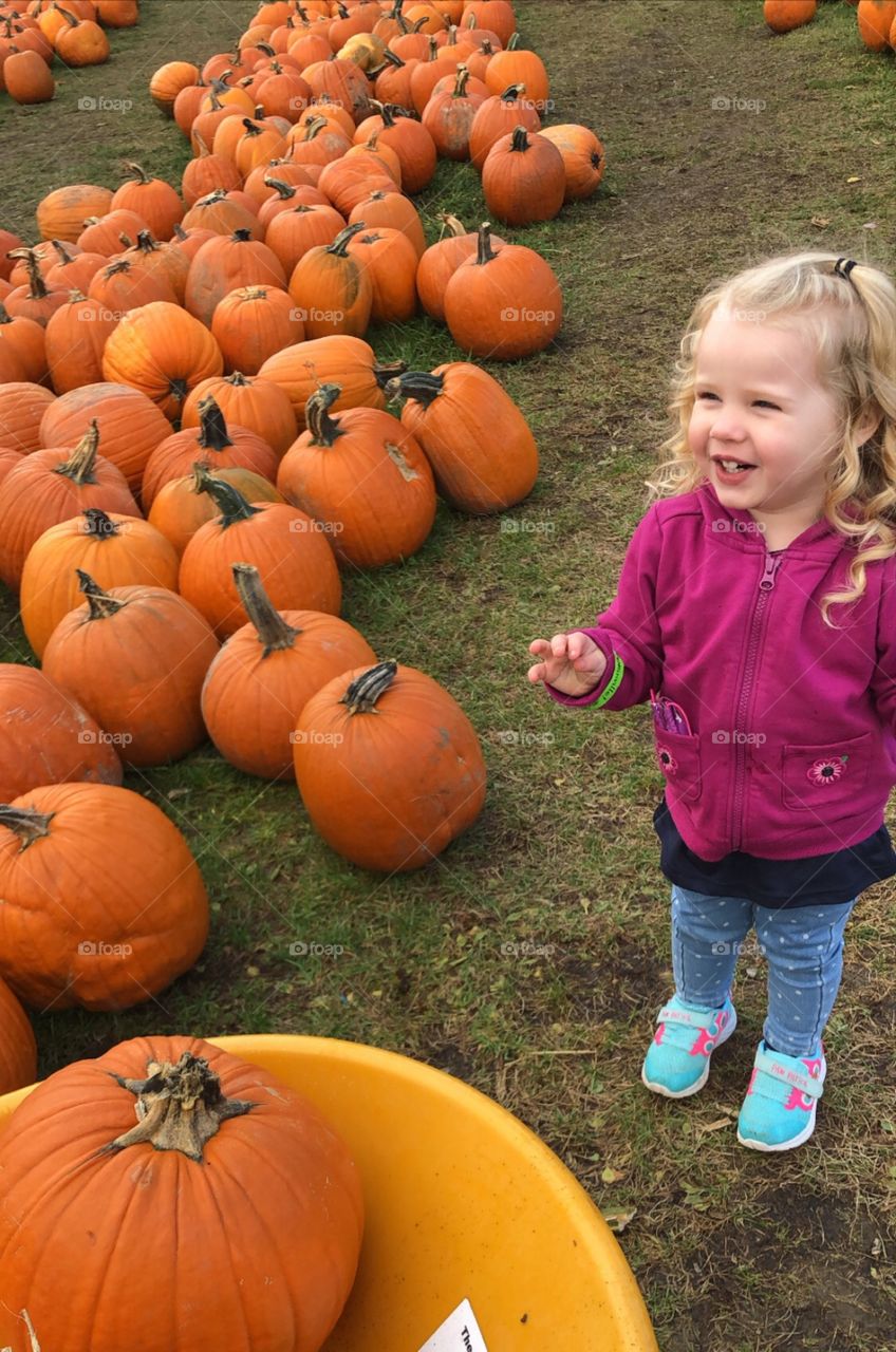 Pumpkin picking