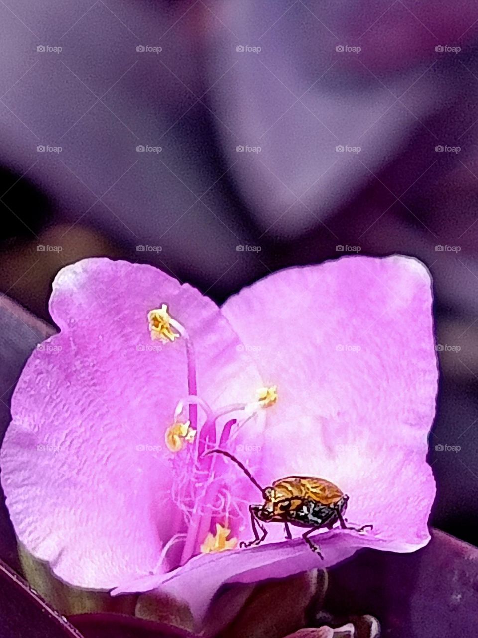 insect on a petal