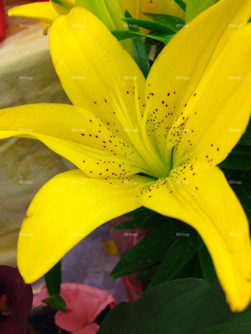 Close-up of yellow lily flower