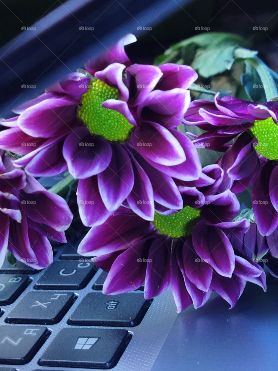 Purple chrysanthemums lie on laptop keyboard