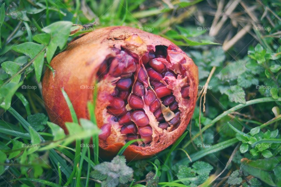Pomegranate