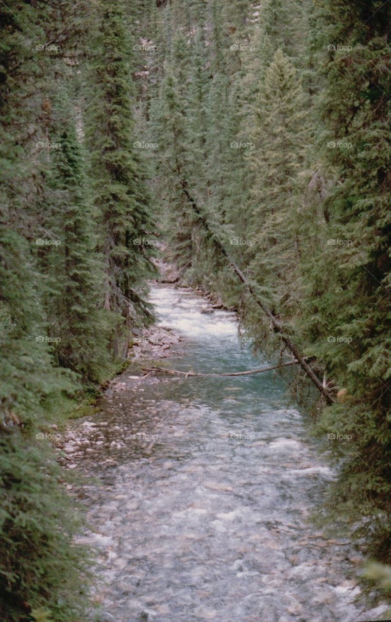 River bordered by trees