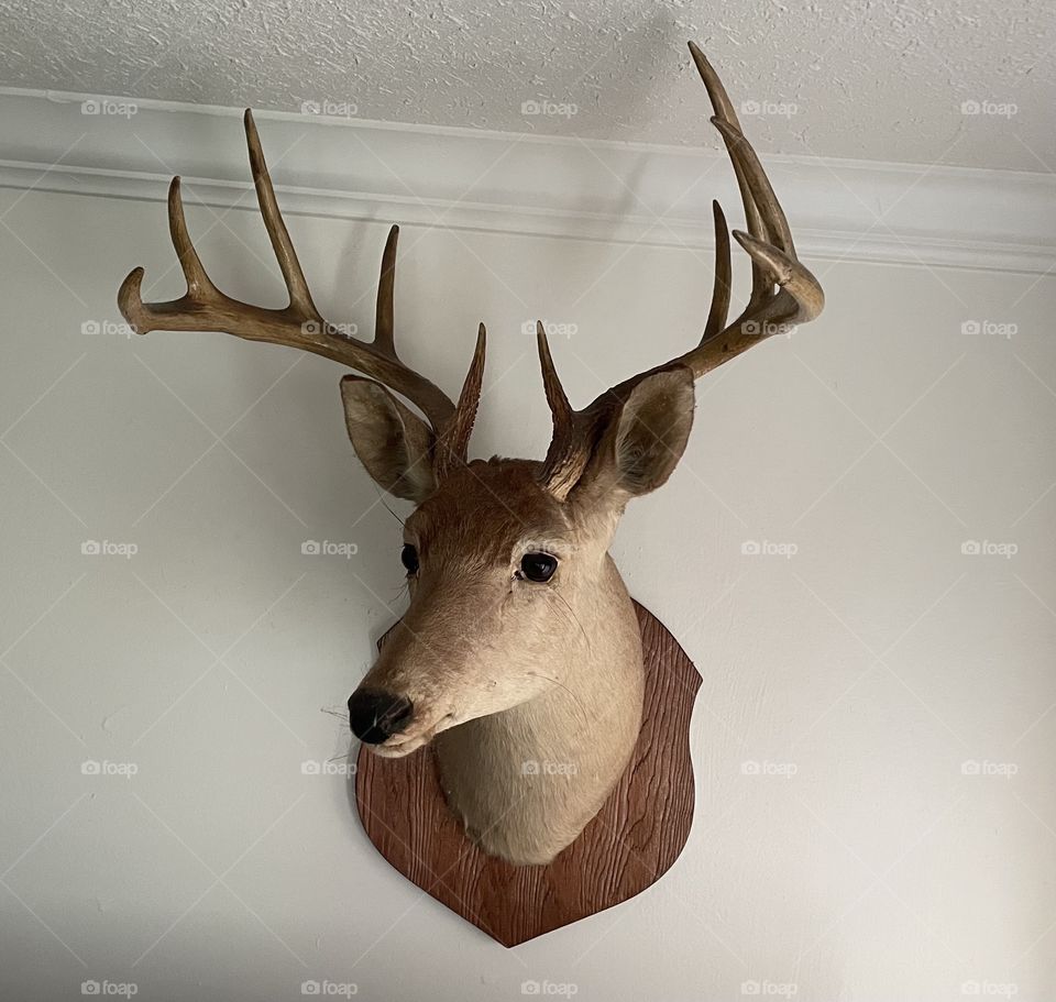 Father’s 1960 mounted Louisiana Deer