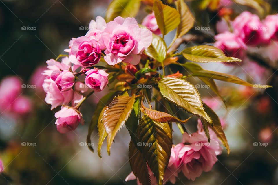 Cherry tree flowers