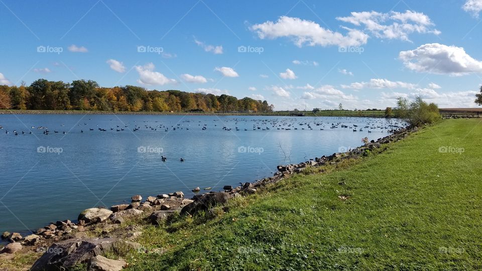 Geese in Autumn
