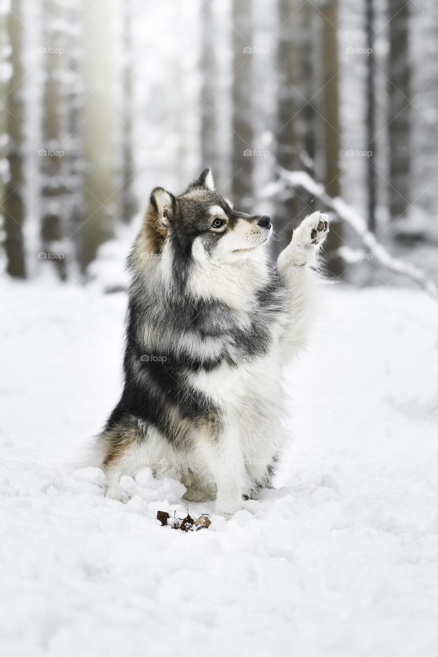 Portrait of a young Finnish Lapphund dog outdoors during winter season and snow 