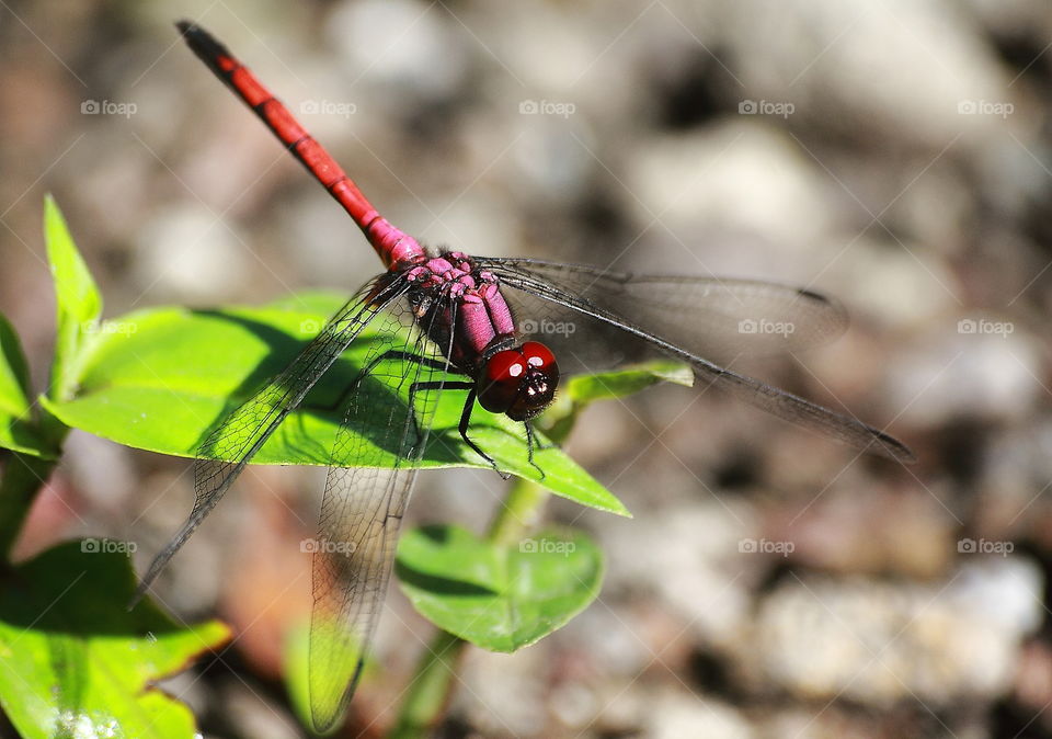 Tetrathemis illacina. Male character colour of red-brown with little stripe purple to the body. The species is perching on to the leaf of river plant, not far from the river. Fly away along of river, and get for dryng to rest at the rock type river .