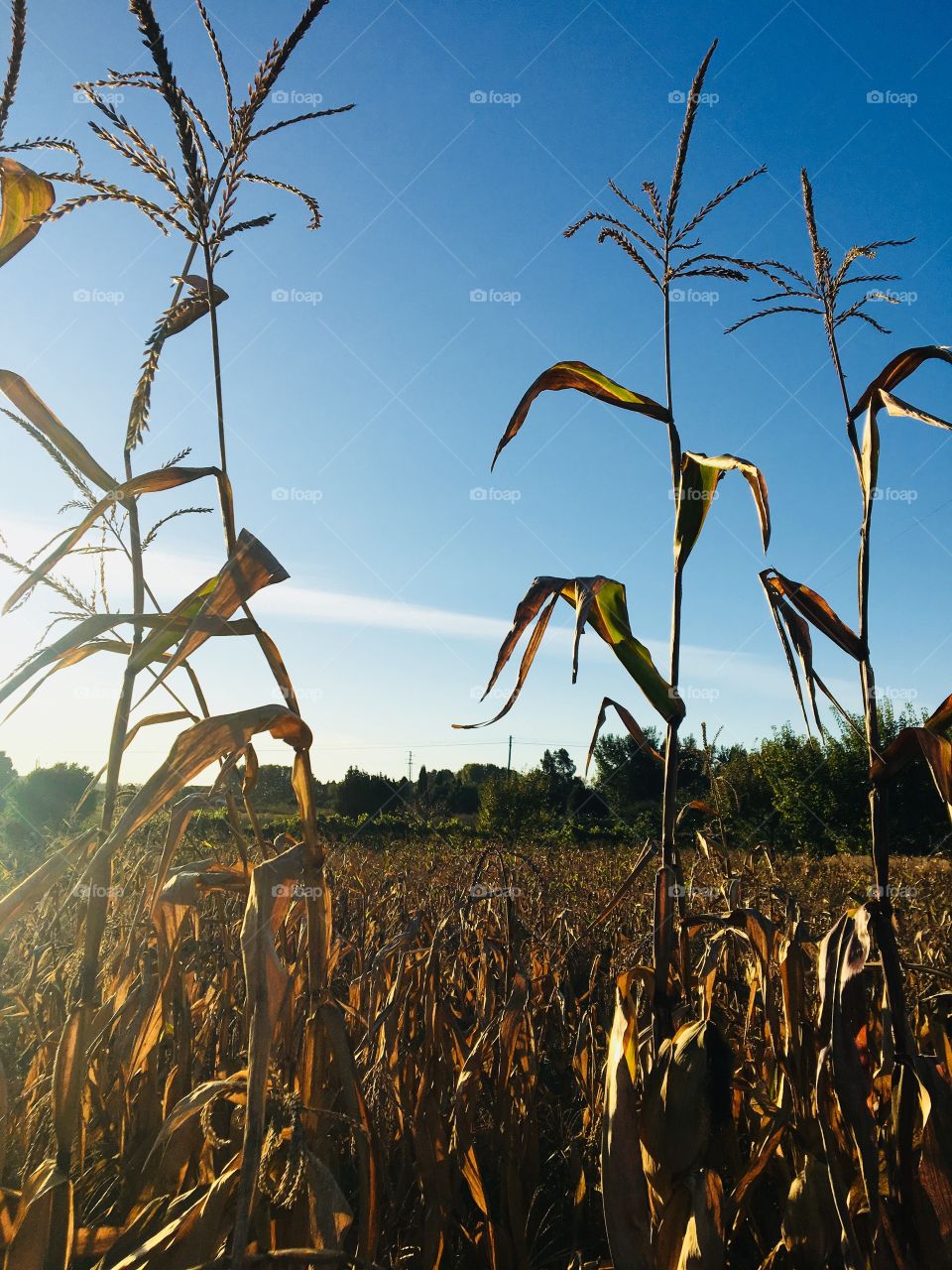 End of the season corn field in Portugal 