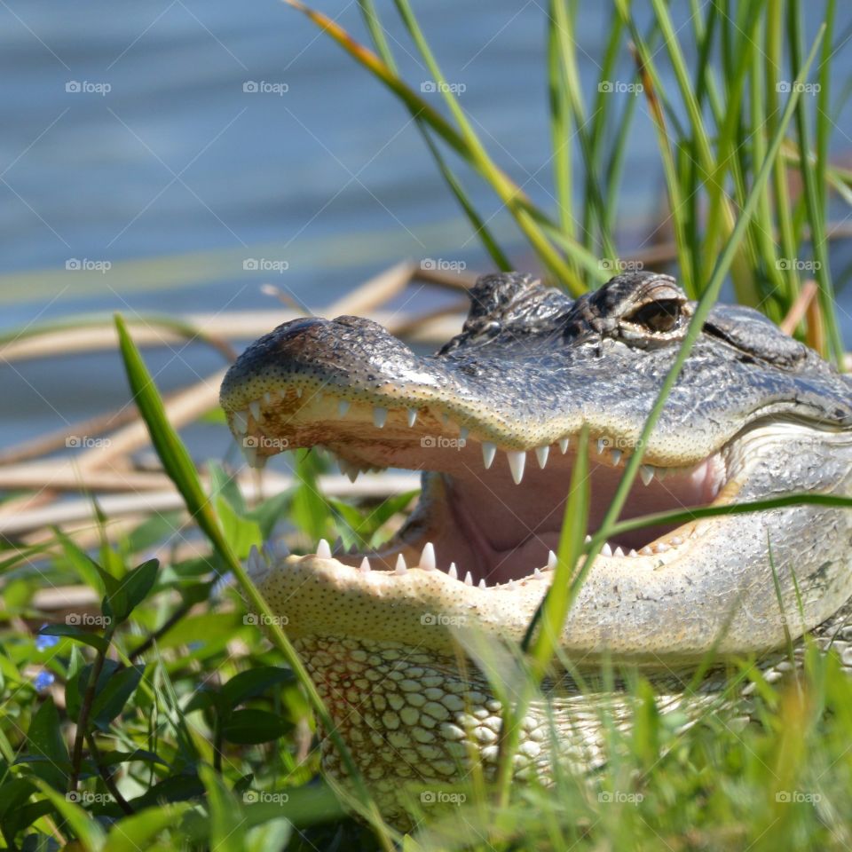 Alligator Smiles at the Camera. Wetlands Viera, Florida.
