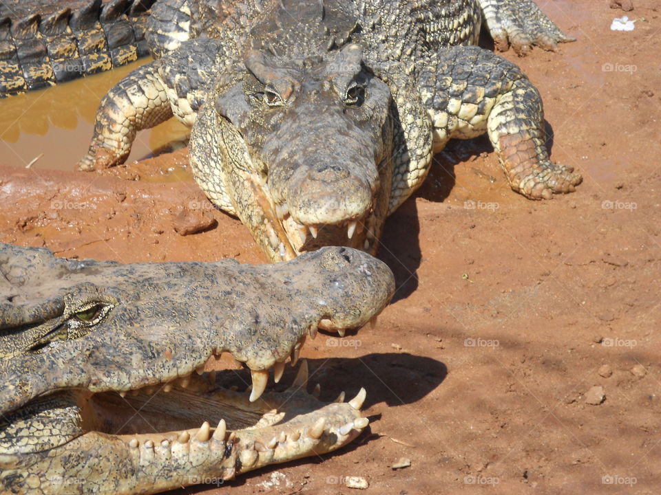 Crocodiles