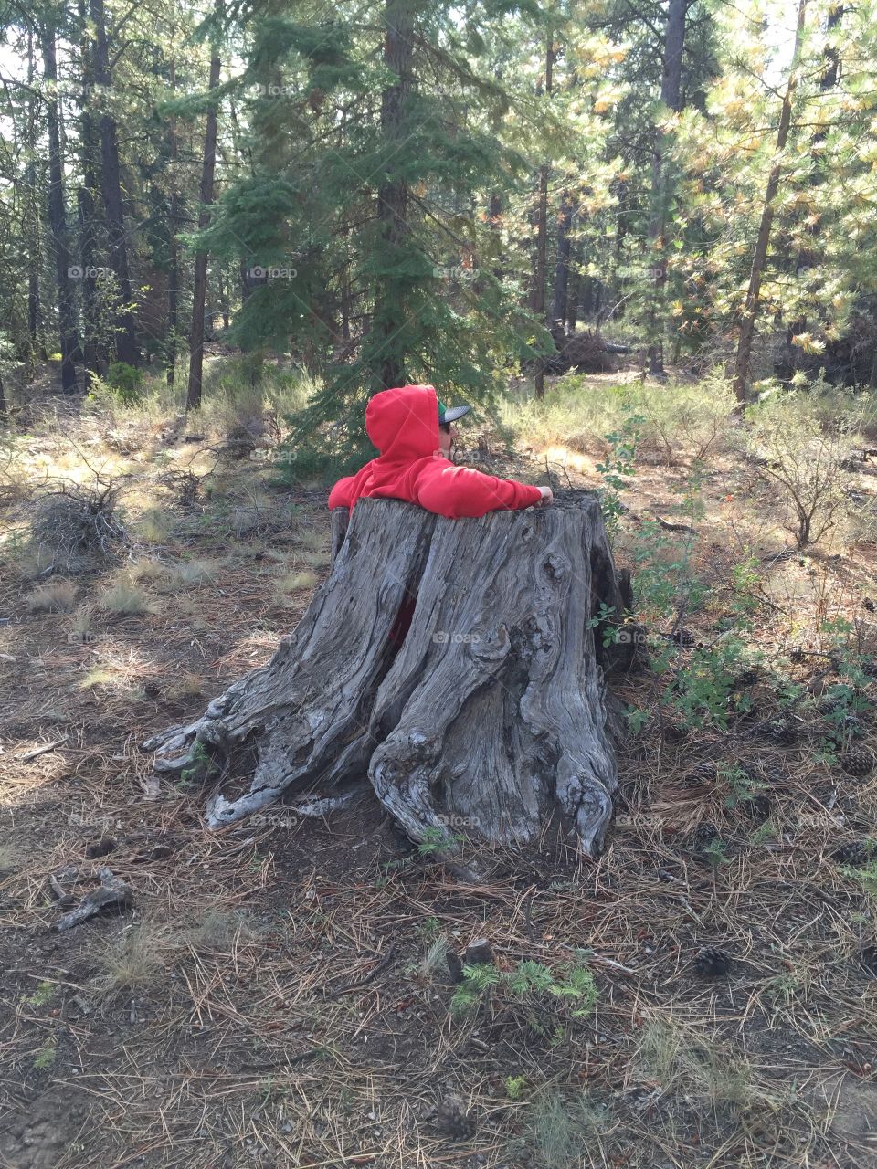 Man In a Tree Trunk. There was a man, a trail and a hollowed out pine tree. The man was tired, the stump served purpose. 