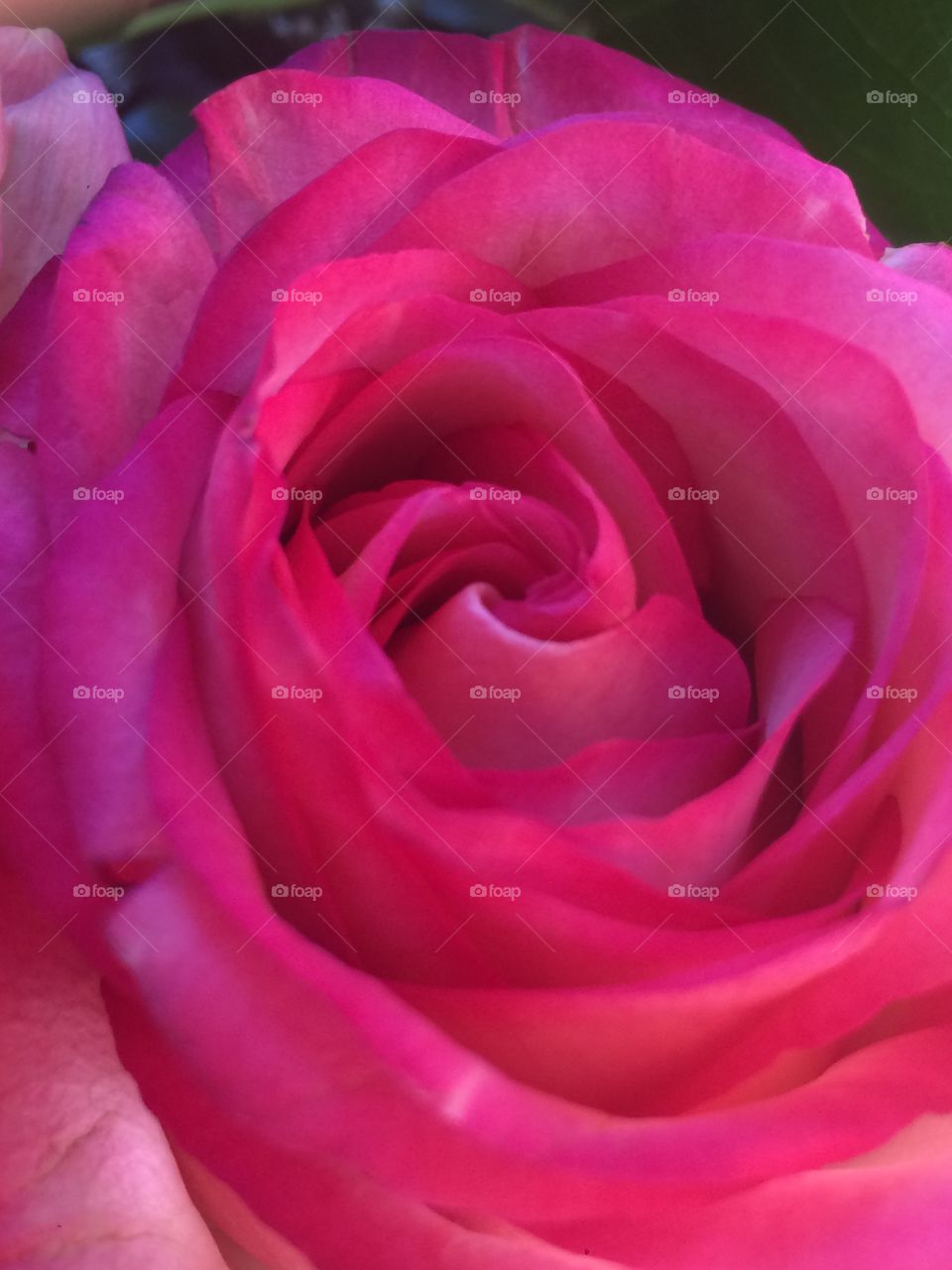 Close up pink rose
