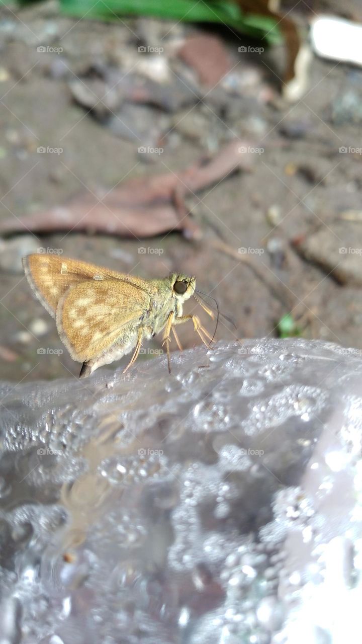 a beautiful little butterfly perched on an old plastic