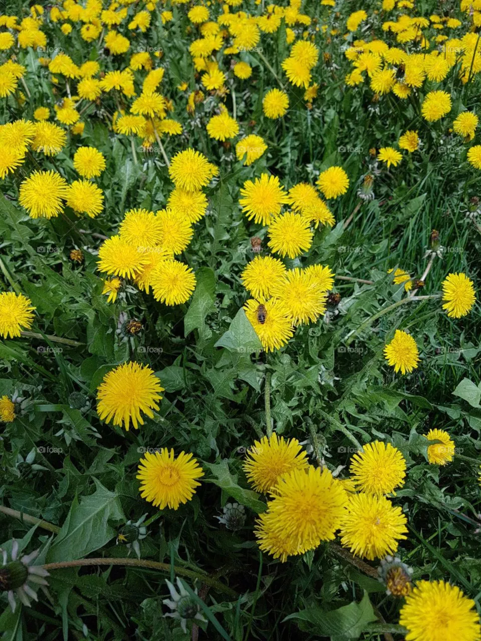 flowers