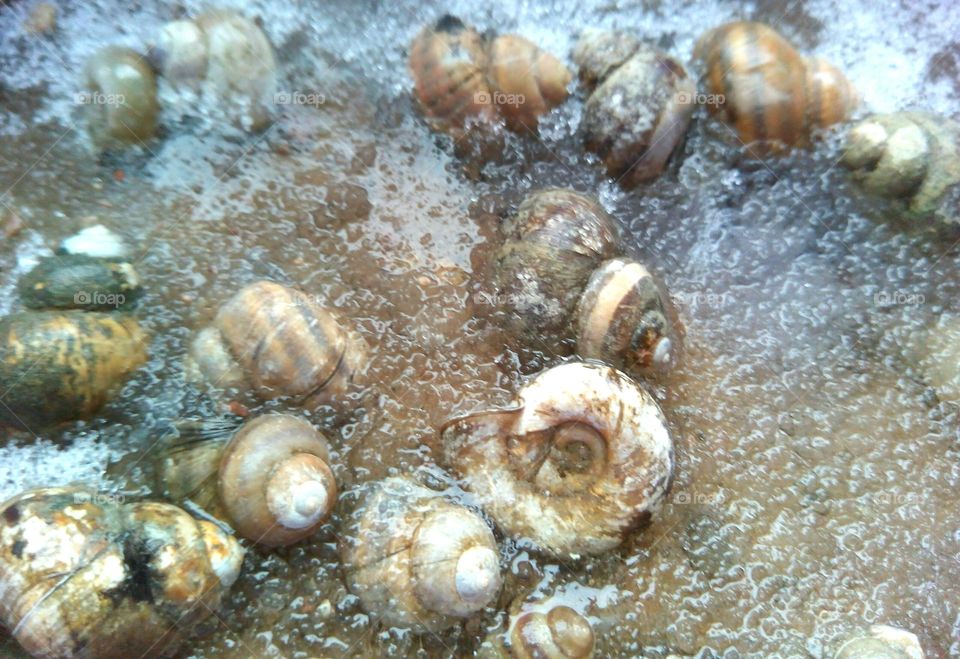 Shellfish, Seashell, Shell, Marine, Snail