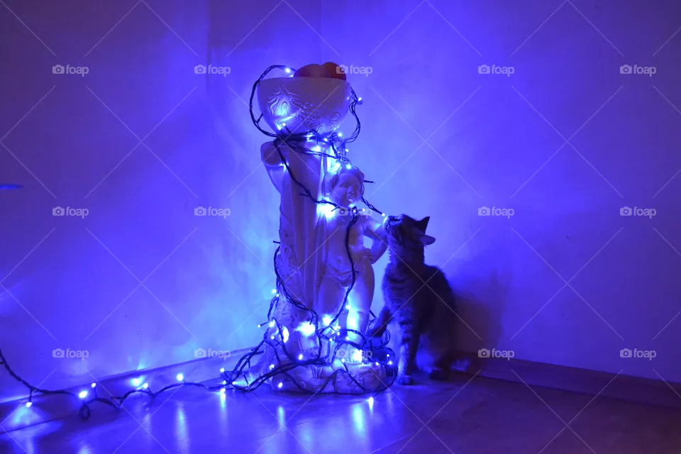 cat