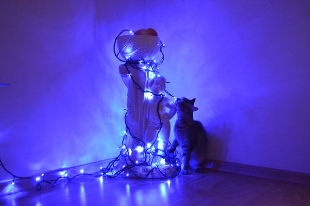 cat