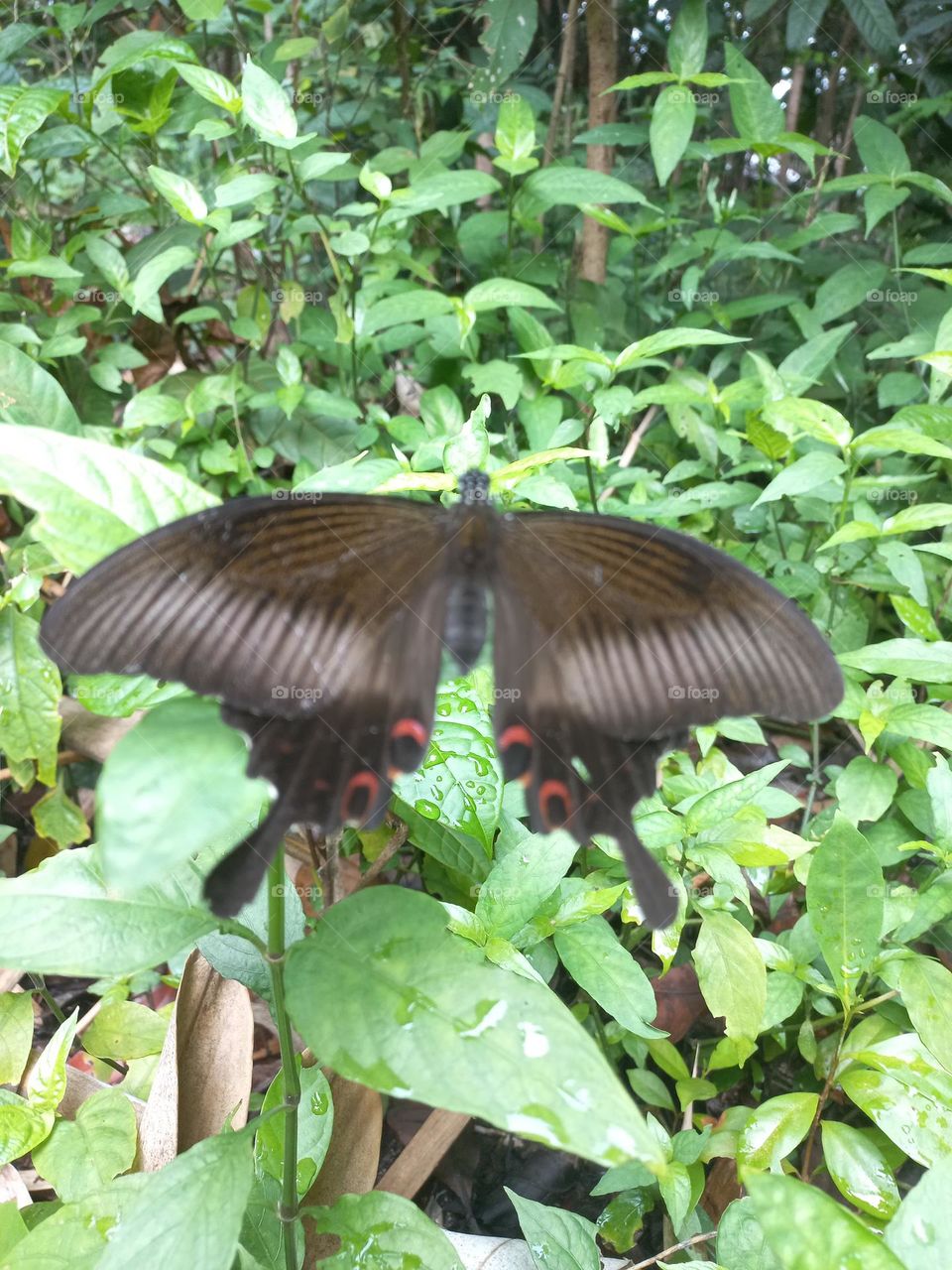 Papilio helenus is a butterfly from the Papilionidae family. It has broad wings and tends to have a dark metallic color that changes color when exposed to sunlight.