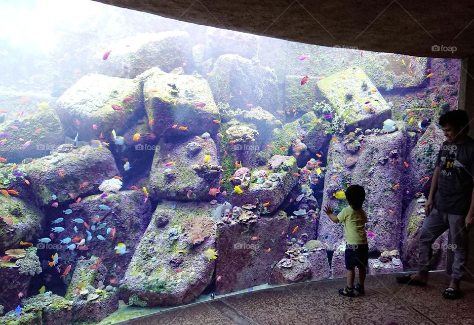 Dubai Atlantis the Palm Lost Chambers Aquarium