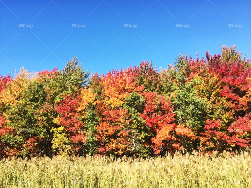 Ontario fall foliage 