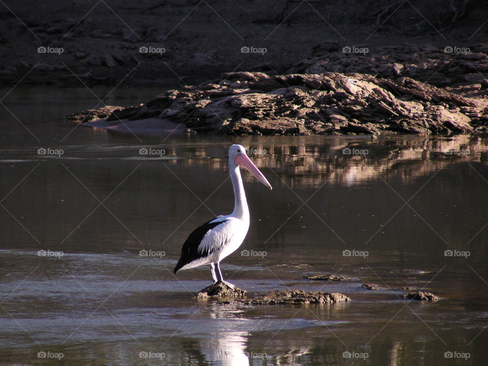 Pelican on the Murray River
