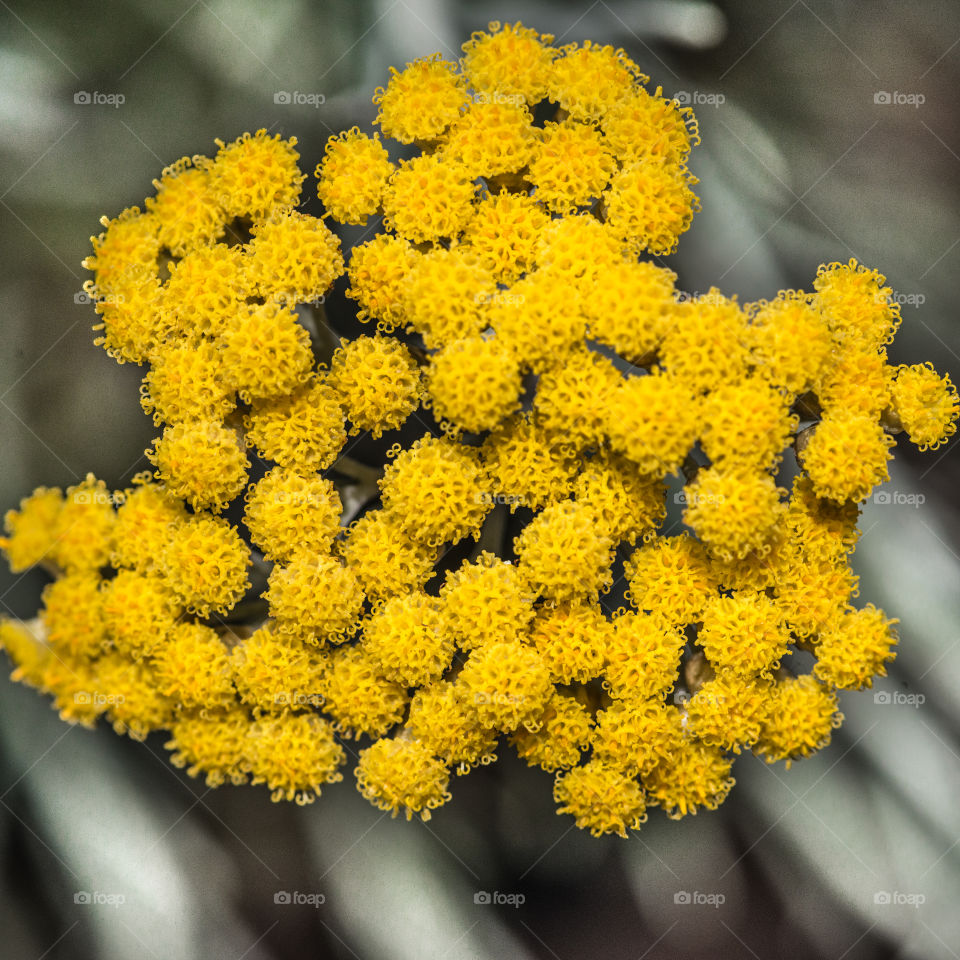 Elevated view of yellow flowers