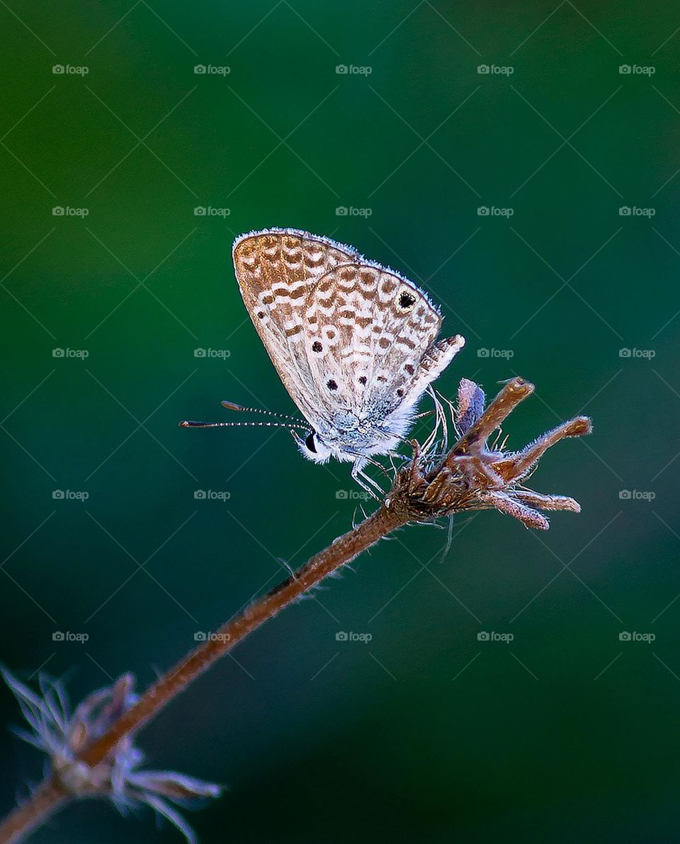 Pequenina e bela borboleta, fotograda no Brasil.