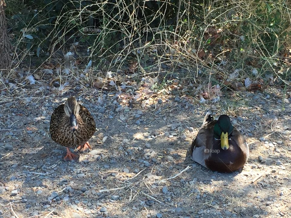 Portrait of two duck's