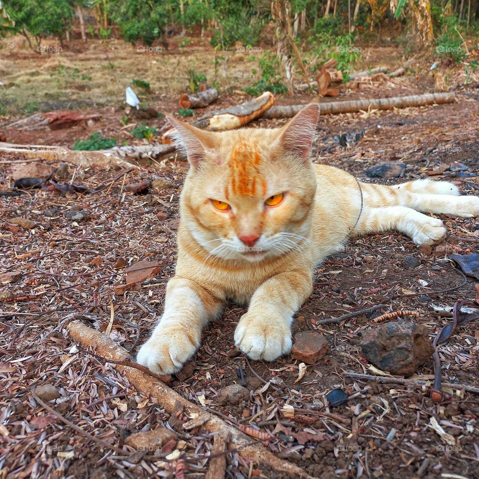 The cat's sour face makes it unbearable