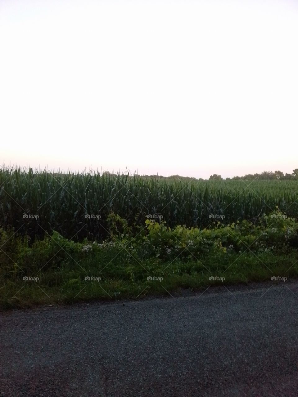 corn field