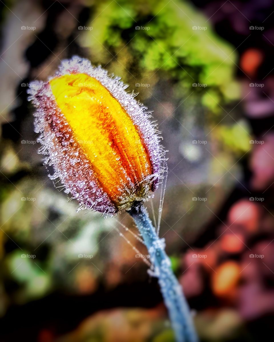 Budding yellow winter poppy