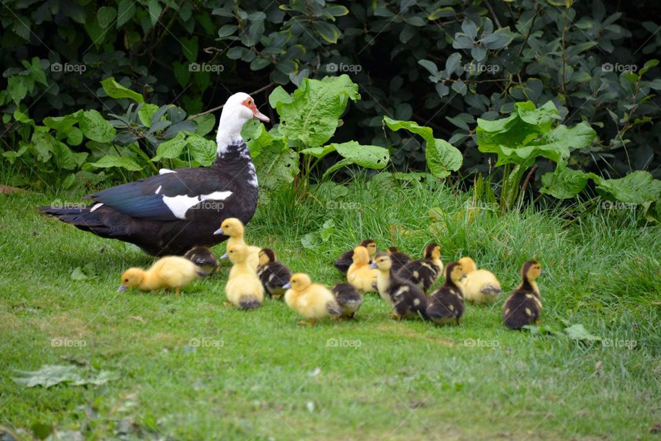 Duck with ducklings