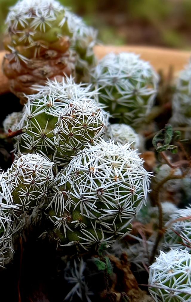 flowers and plants