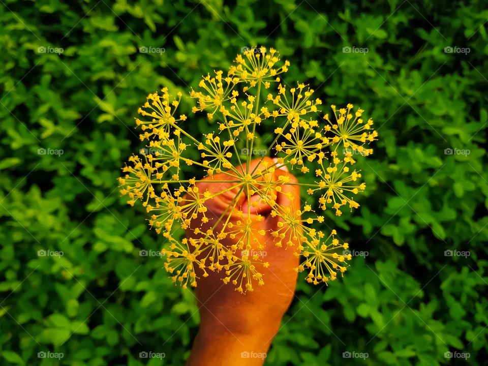 A hand holding Anethum graveolens on a background oh green leaves