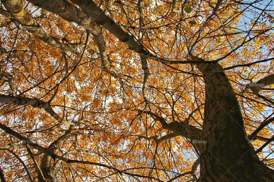 orange tree bottom up view