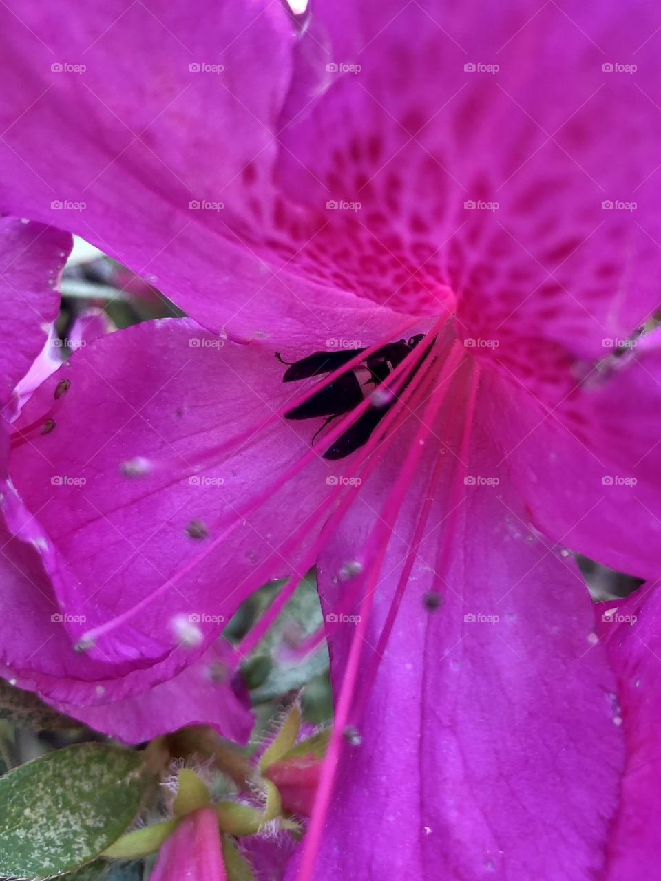 Mason wasp diving deep into flower