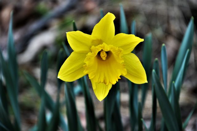 Yellow Flower