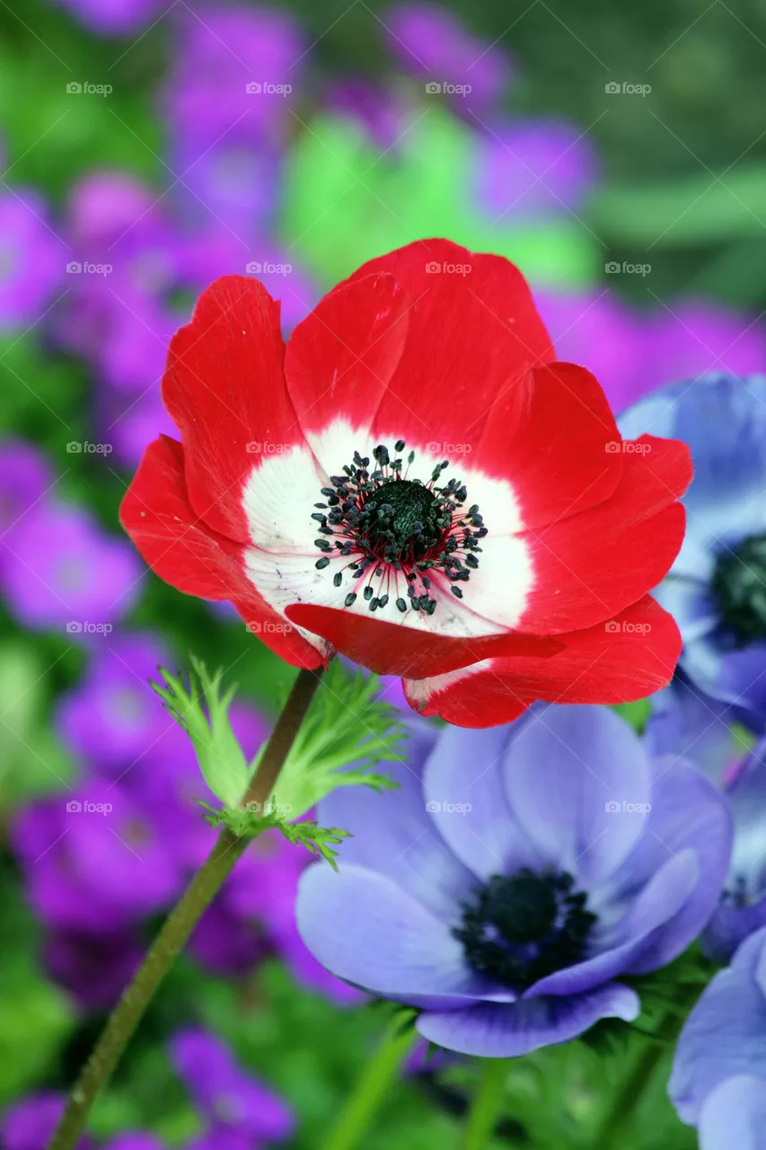 hd flowers