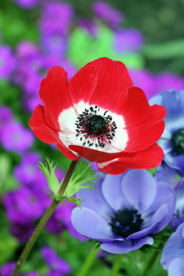 hd flowers