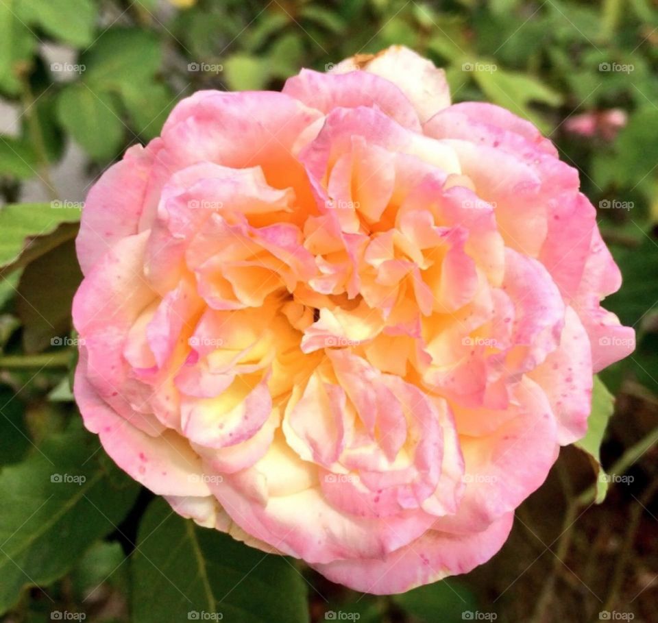 🌹 🇺🇸 Very beautiful flowers to brighten our day.  Live nature and its beauty. Did you like the delicate petals? / 🇧🇷 Flores muito bonitas para alegrar nosso dia. Viva a natureza e sua beleza. Gostaram das pétalas delicadas? 