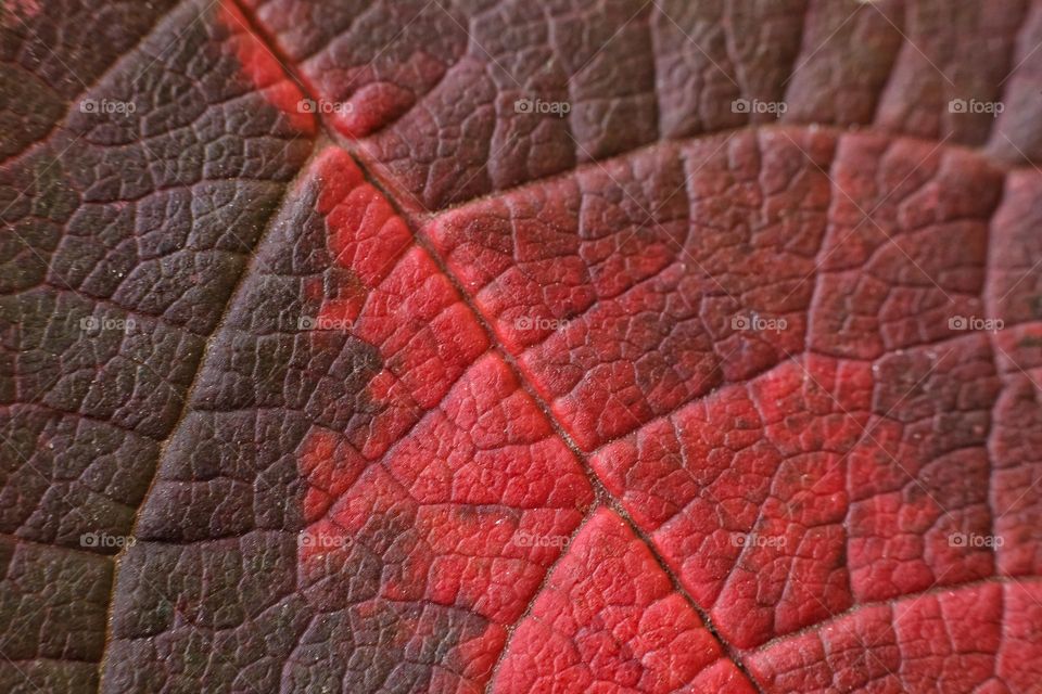 macro photo of autumn colorful leaves of trees. from red and brown to delto green leaf patterns.