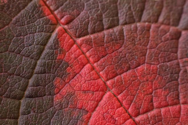 macro photo of autumn colorful leaves of trees. from red and brown to delto green leaf patterns.