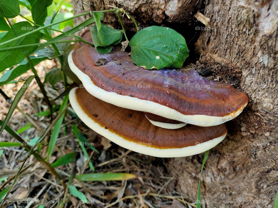 wood fungus grows between trees