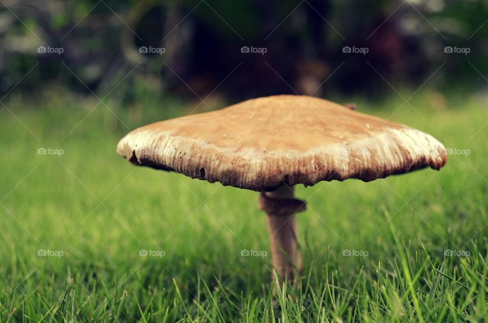 Wet mushroom